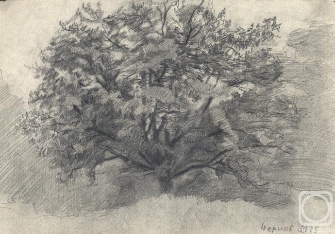 Chernov Denis. Oak-Tree