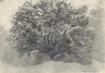 Oak-Tree (An Oak). Chernov Denis