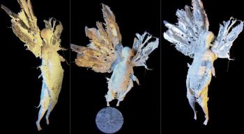 �����. ������� ����