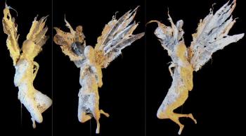 �����. ������� ����