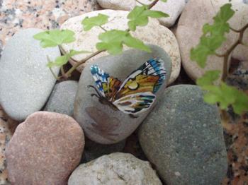 butterfly. Lambeva Valentina