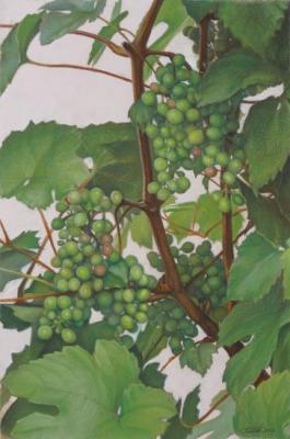 Green grapes. Platov Evgeniy