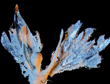 �����. ��������