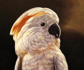 Parrot. Bruno Tina