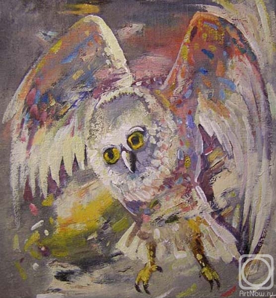 Gerasimov Vladimir. Owl (Micrathene whitneyi)