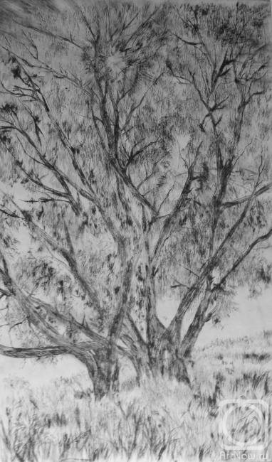 Volkova Olga. Willows