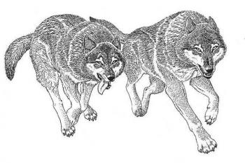 Running wolves. Fomin Nikolay