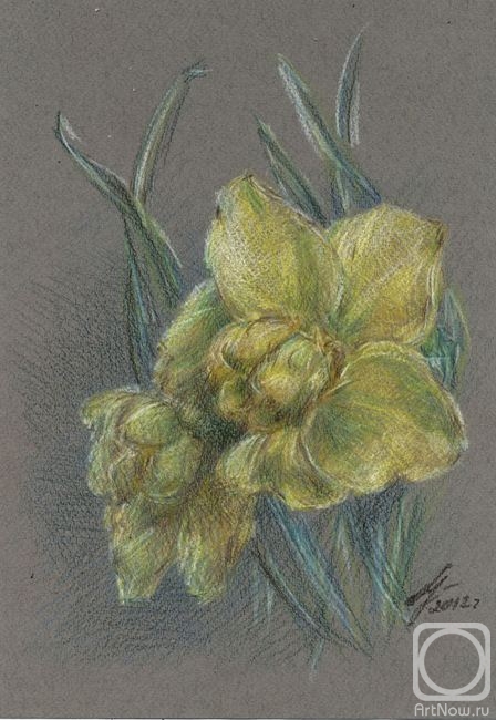 Ushakova Maria. Terry Daffodil