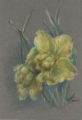 Terry Daffodil. Ushakova Maria