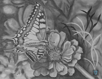 butterfly. Lambeva Valentina