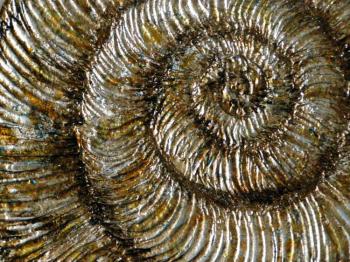 Ammonite (fragment)