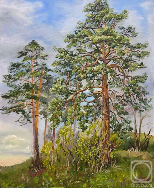 Kashina Eugeniya. The Stately Pines