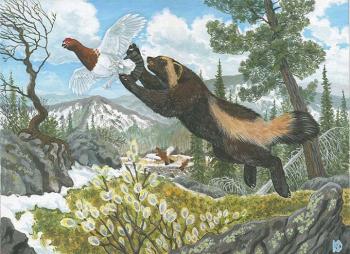 Wolverine and White Grouse
