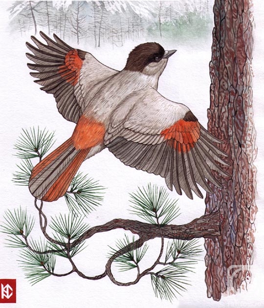 Fomin Nikolay. Siberian Jay (top part)
