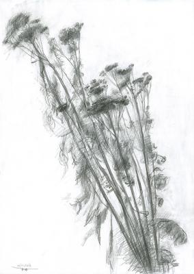 Dry Herb I. Yudaev-Racei Yuri