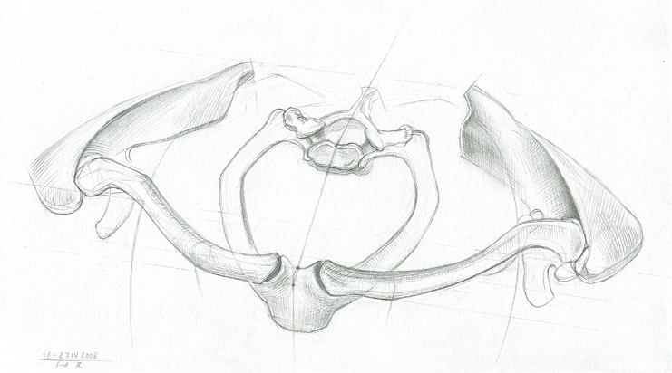 Yudaev-Racei Yuri. Human Skeleton - Bones of shoulder girdle (front view)