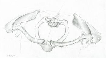 Human Skeleton - Bones of shoulder girdle (front view) (Sternoclavicular Joint). Yudaev-Racei Yuri