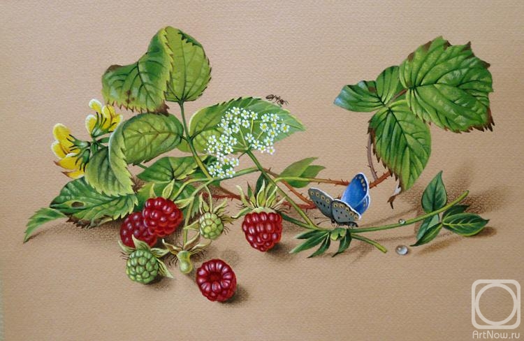 Belova Asya. Raspberry, ant and pigeon