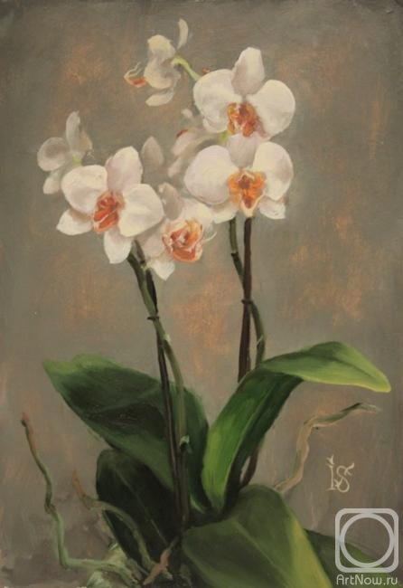 Sergeyeva Irina. Orchids