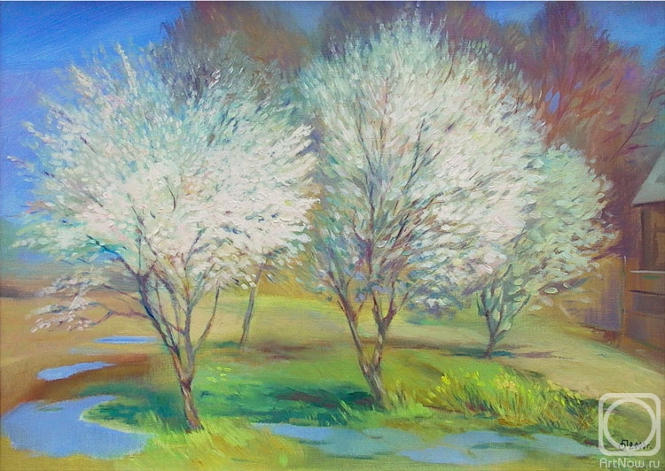 Getman Olga. Cherries are blooming