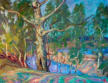 Birches over the river