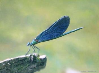 Dragonfly. Sheglov Dmitriy