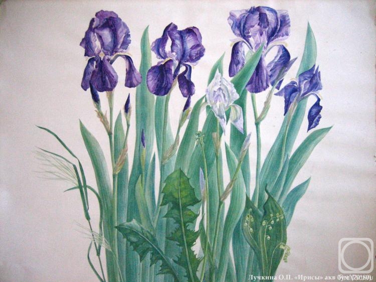 Luchkina Olga. Irises