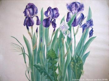 Irises. Luchkina Olga