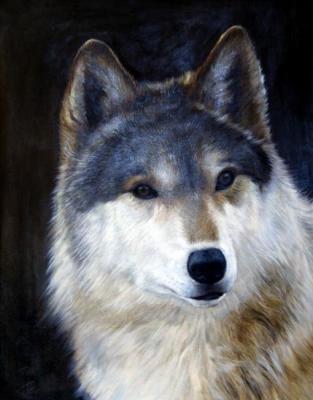 Wolf (A Wolf). Bruno Augusto