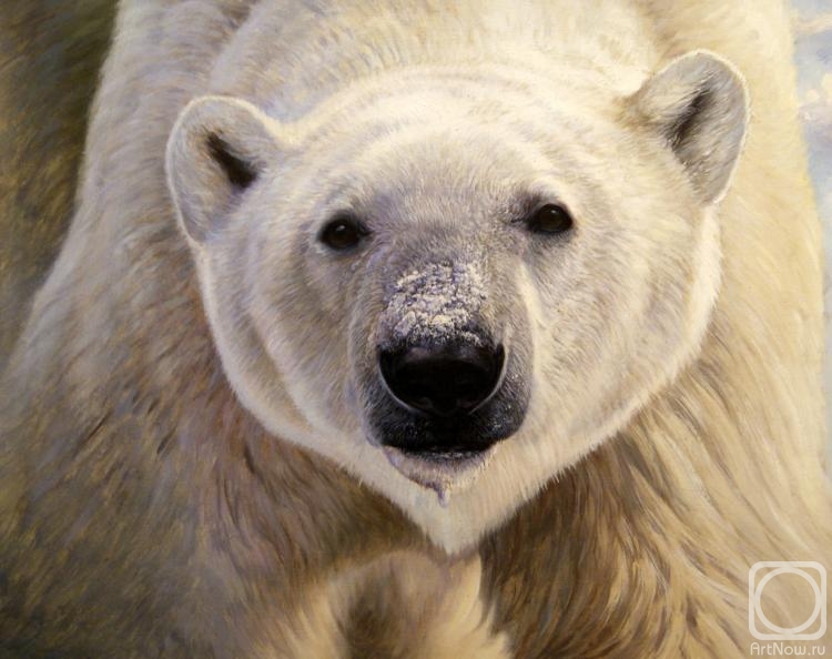 Bruno Augusto. Polar bear