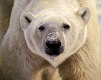 Polar bear. Bruno Augusto
