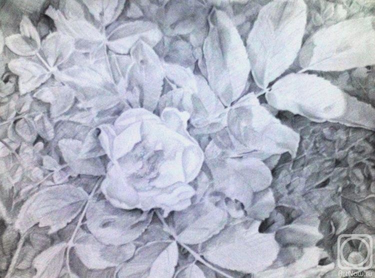 �������. ���������� �����. Rosa Canina