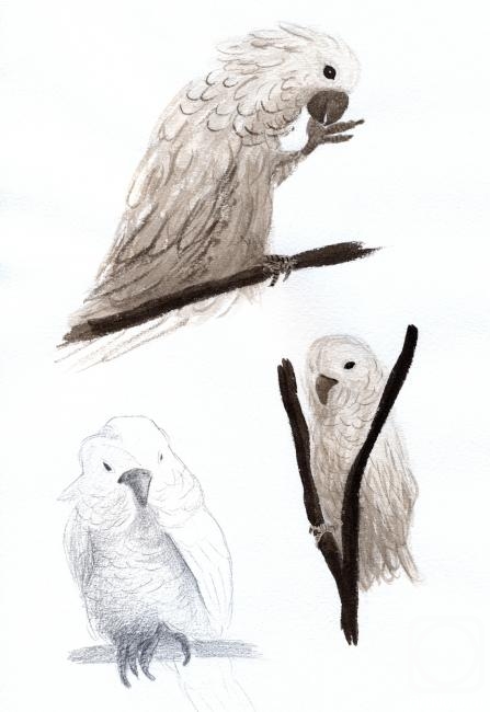 Rustamian Julia. White kacadu from the zoo