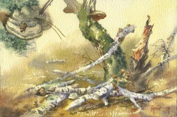 Birch stumps and woody mushrooms. Pugachev Pavel