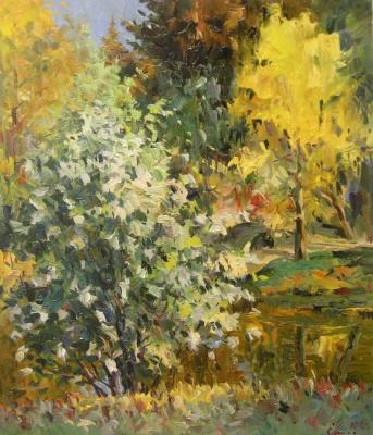 A bird-cherry tree bush. Malykh Evgeny