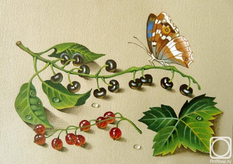 Belova Asya. Butterfly, bird cherry and red currant