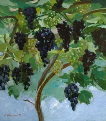Grapes ripen