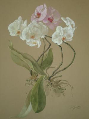 Orchid. Volkova Tatiana