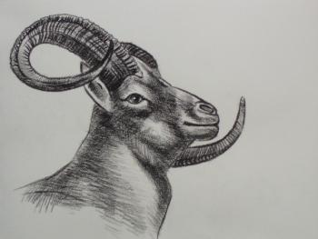 562 (head mouflon). Lukaneva Larissa