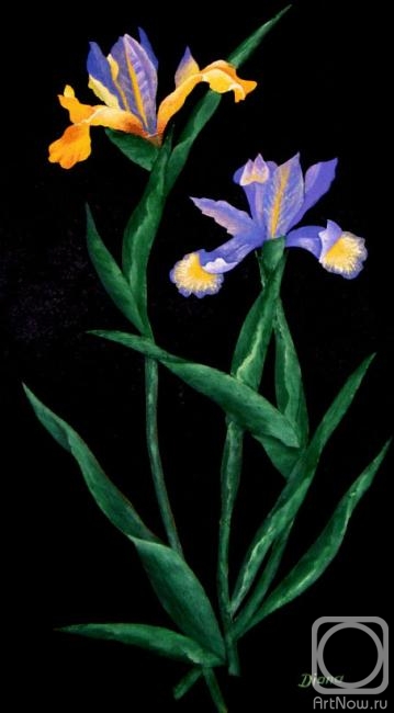Sotnikova Diana. Wild irises