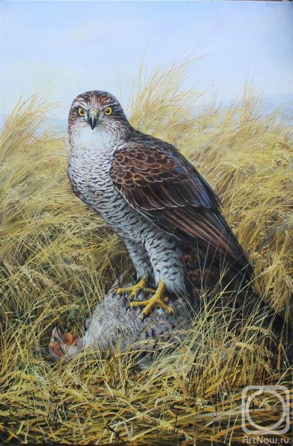 Danchurova Tatyana. Goshawk