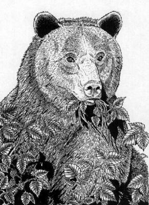 Bear. Fomin Nikolay