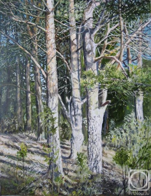 Vankhonen Alexey. Pines under the sun