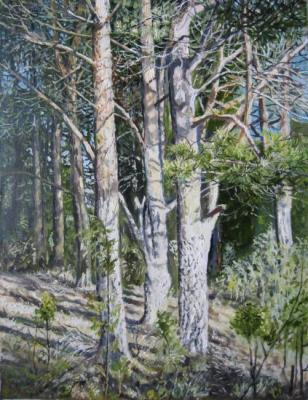 Pines under the sun. Vankhonen Alexey