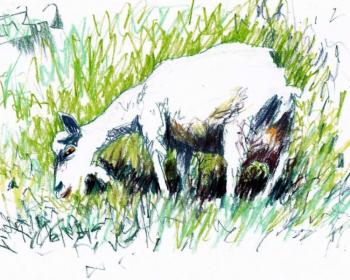 Koza-dereza.2012. Makeev Sergey