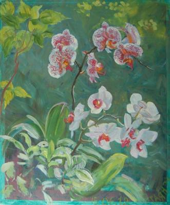 Painting Phalaenopsis. Dobrovolskaya Gayane