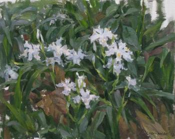 Irises in a garden (  ). Kharchenko Victoria