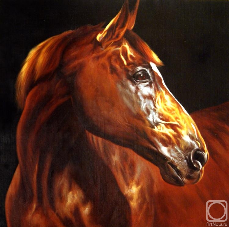 Bruno Augusto. Horse