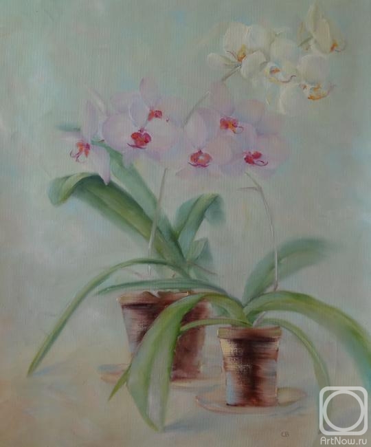 Razumova Svetlana. orchids in a pots