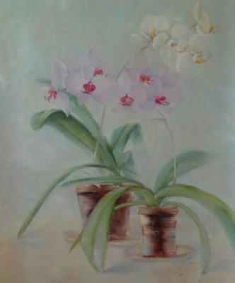 orchids in a pots. Razumova Svetlana